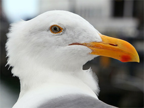 Close-up head shot of a seagull.