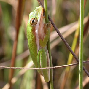 Image of Green treefrog (Hyla cinerea)