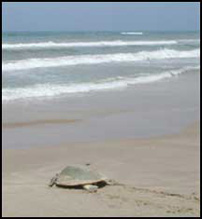 kemp's ridley sea turtle