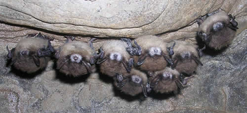 Brown Bats with white-nose syndrome