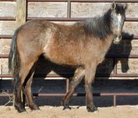This mustang is available for adoption at the Winnemucca, NV Event, May 8-10, 2009.