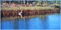 Grand Bay National Estuarine Research Reserve, Mississippi