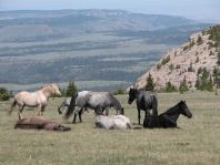 Pryor Mountain wild horses