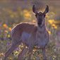 antelope-North Dakota
