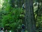 Photo of particpants climbing a tree.