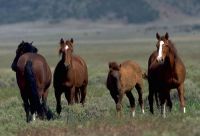 Wild horses