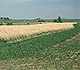 Native grass filter strip in Iowa