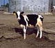 Holstein heifer in Maryland