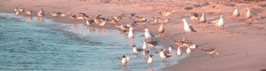 Flock of gulls and terns feasts along the bay shoreline.