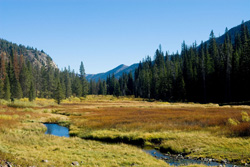 photo of stream, field, forest, and blue sky
