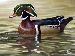 Winning artwork, 2009 Federal Junior Duck Stamp Contest. Lily Spang.