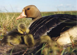 Greater white-fronted goose. Credit: Craig Ely/USGS Alaska Science Center