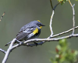 Yellow-Rumped Warbler. Credit: Dave Menke/USFWS