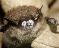 Gloved hand holding a bat with nose covered in white fungus. Credit: USFWS