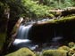 Photo of a stream tumbling over fallen logs in the Oregon Cascades.