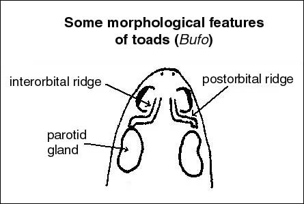 Diagram of morphological features of toads (shown: interorbital ridge, postorbital ridge, and parotid gland)