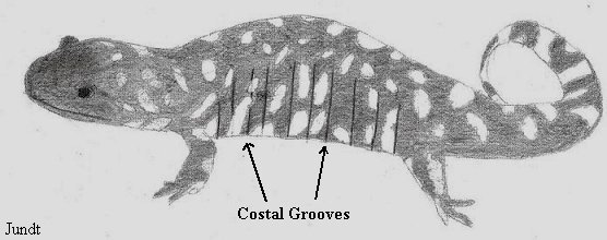 Drawing by Jundt: Diagram showing Costal Grooves on salamander.