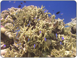 Ailuk Atoll, Marshall Islands Damselfish swimming in a reef. [Click on image to see Full Size picture]