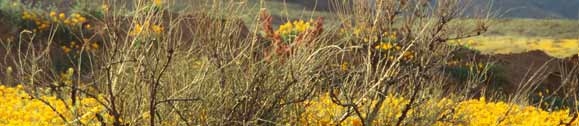 image of desert wildflowers