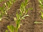 Photo of rows of crops.