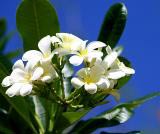 Plumeria Saipan, CNMI.