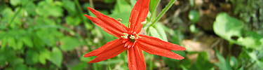 A picture of a Fire Pink wildflower growing at the Boyhood Home Unit at Knob Creek