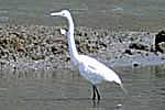 Photo of an  egret in a marsh