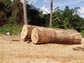 Photo of logs that were from cut from the Amazonian rainforest.