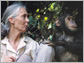 Jane Goodall's Wild Chimpanzees