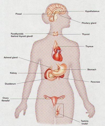 Graphic depicting the location of key endocrine system organs in the human body