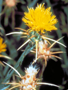Thumbnail of invasive yellow starthistle flower