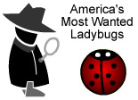 Drawing of a detective looking at a ladybug with a magnifying glass with the text: 'America’s Most Wanted Ladybugs' Amazing Ag Quiz!' Link to story.