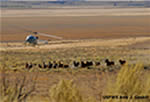 Sheldon National Wildlife Refuge horse gather