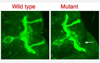 When researchers alter the environment in which a fruit fly develops, changes result.