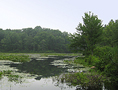 Trees surround lake