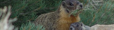 Yellow-bellied rock marmot