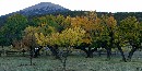 Century + year old orchard; Photographed by Bryan Petrytyl