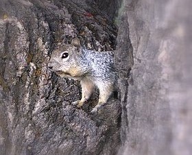 Rock Squirrel eating seeds from the historical orchard.