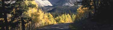 Wheeler Peak Scenic Drive lined by golden aspens in September