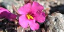 Desert Monkey Flower in bloom