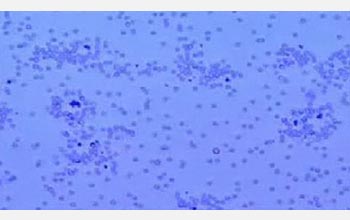 Real-time predator-prey behavior of silica spheres towards UV-illuminated silver chloride.