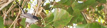 Black-tailed Gnatcatcher in a Cottonwood