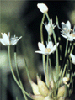 Allium canadensis