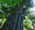 Photo of articipants in Legislators Aloft approaching a treetop.