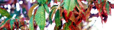 Buckeye leaves.