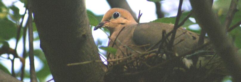 mourning dove