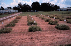 prairie research area