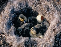 photos of ducklings in nest