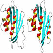 Differences between the solution structure (left) & the crystal structure (right) of the RNase H domain of HIV-1 Reverse Transcriptase