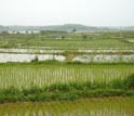 Photo showing healthy rice and lotus crops and a crayfish infested pond in the middle.